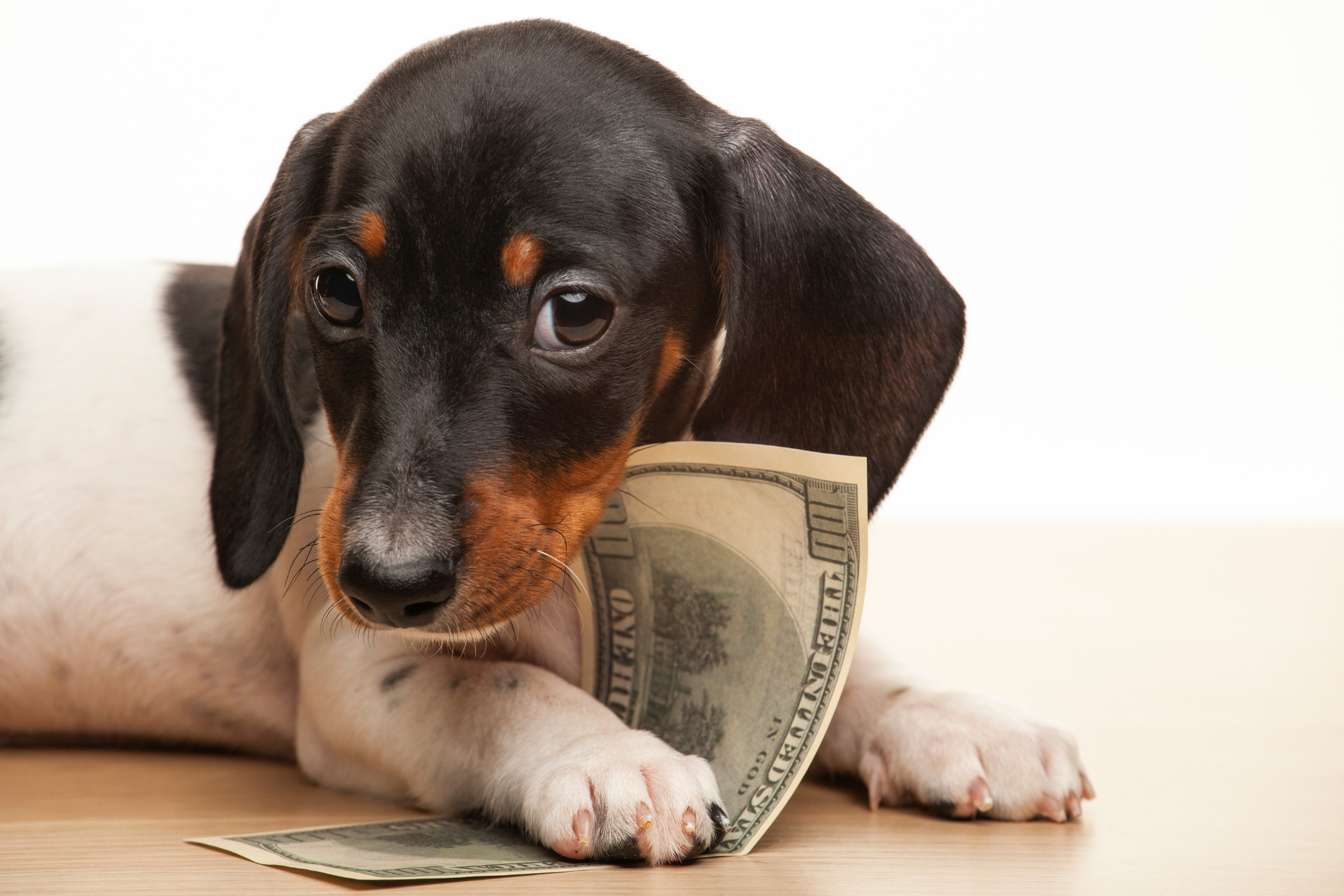 How to Save Money as a Pet Owner